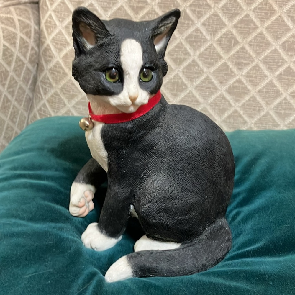 Beautiful black and white kitten sitting